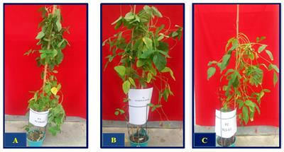 Mapping of quantitative trait loci and mining of candidate genes for seed viability in soybean [Glycine max (L.) Merr.]